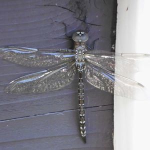 Meet your Posher, Nathalie